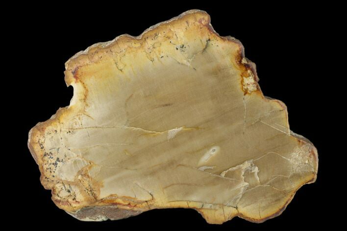 Petrified Wood (Araucaria) Slab - Madagascar #139566